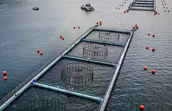 Productor de salmón brilla entre compañías chilenas con mayor rentabilidad
