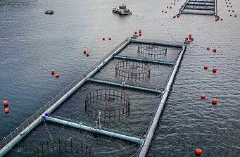 Limitaciones en Chile y Noruega mantendrían precios de salmón muy altos