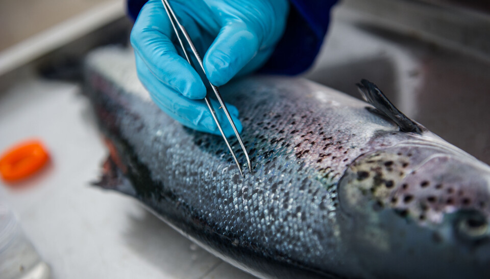 Shetland Isles - Salmon and sealice examinatio.n