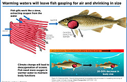 ¿Calentamiento global afecta al tamaño de los peces?