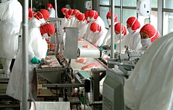 Industria chilena advierte que pierde terreno ante Noruega en producción de salmón