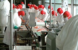 Industria chilena advierte que pierde terreno ante Noruega en producción de salmón