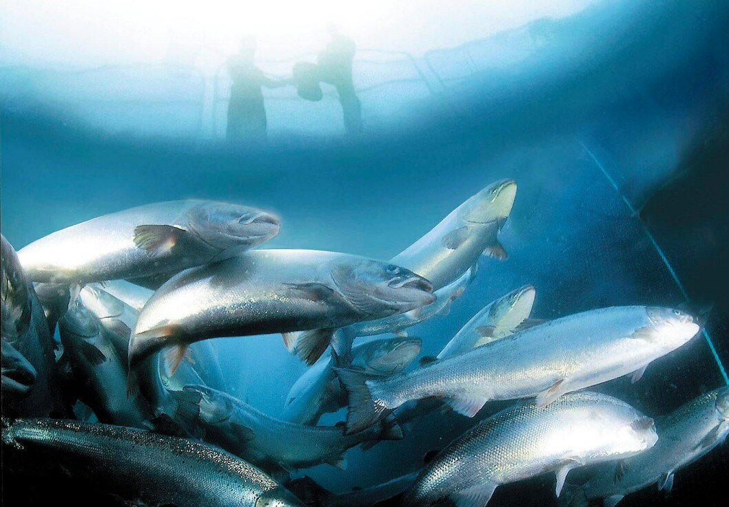 Imagen referencial de salmones. Foto: Archivo Salmonexpert. Imagen referencial de salmones. Foto: Archivo Salmonexpert.