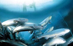 Proyecto de recuperación de fondos del salmón pasa al Senado