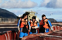 ¿Cuál es el impacto económico de la salmonicultura chilena en regiones?