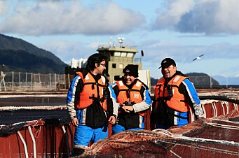 ¿Cuál es el impacto económico de la salmonicultura chilena en regiones?