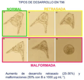 Malformaciones y retraso en el crecimiento en larvas de erizo. Imagen: Dra. Camila Fernández. Malformaciones y retraso en el crecimiento en larvas de erizo. Imagen: Dra. Camila Fernández.