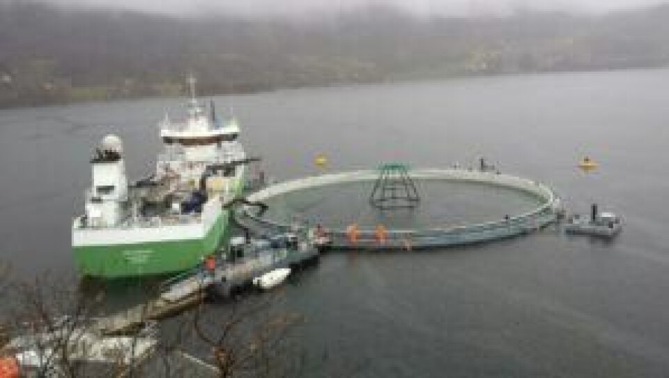 Sara Calabrese ha investigado en instalaciones de Marine Harvest en Molnes, Noruega. Foto: Marine Harvest.