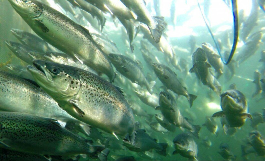 Foto referencial de salmónidos. Fuente: Archivo Salmonexpert. Foto referencial de salmónidos. Fuente: Archivo Salmonexpert.