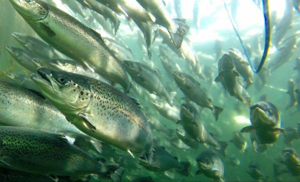 Foto referencial de salmónidos. Fuente: Archivo Salmonexpert.