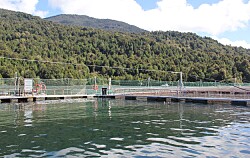 Salmonicultoras solicitan modificaciones en centros de Los Lagos y Aysén