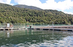 Trusal presenta DIA para centro de engorda de salmónidos en Magallanes