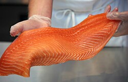 Litio y salmón: los productos chilenos más exportados en el primer semestre