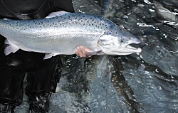 La barrera tisular del salmón es influenciada por el zinc y el omega-3