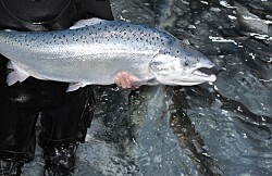 Prohíben smoltificación de salmón Atlántico en lagos, ríos y estuarios de Chile