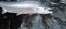 Reportan aumento de mortalidad y disminución de biomasa de salmón chileno