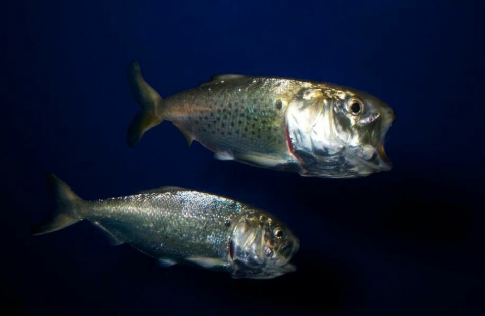 Omega Protein opera más de 30 buques utilizados para capturar el sábalo, pez que se utilizan para producir harina de pescado. Foto: Brian Gratwicke, https://creativecommons.org/licenses/by/2.0/.