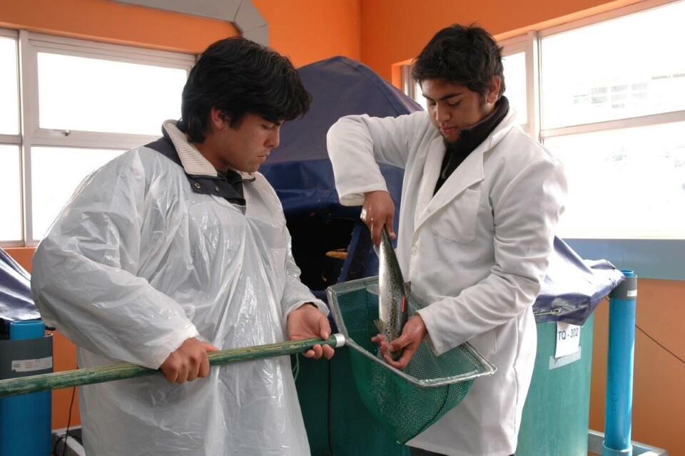 Estudiantes de Técnico en Acuicultura, en el hatchery del Centro de Formación Técnica Santo Tomás. Foto: Centro de Formación Técnica Santo Tomás.
