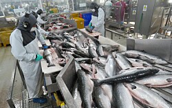 ¿Ha mejorado la disponibilidad de mano de obra para la salmonicultura?