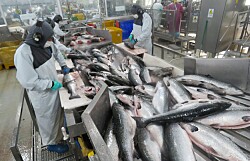 Altos pesos de cosecha incrementan productividad del salmón chileno