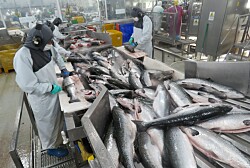 Productor de salmón chileno reconocido en prestigioso ranking de sustentabilidad