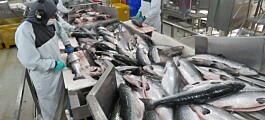 Trabajadores del salmón piden mejoras en sistema de subcontratación