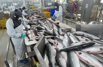 Altos pesos de cosecha incrementan productividad del salmón chileno