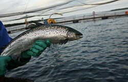 Salmonicultora chilena lidera ranking SeafoodIntelligence