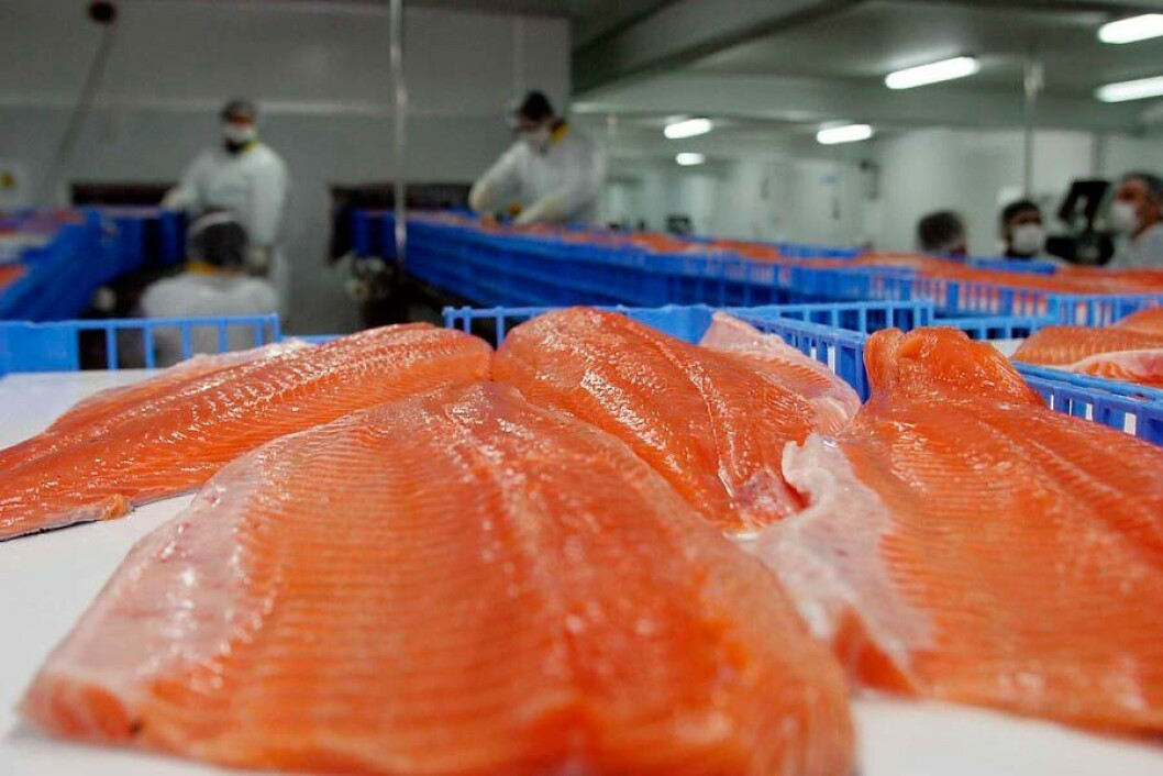 Imagen referencial de salmón chileno. Foto: Salmones Camanchaca. Imagen referencial de salmón chileno. Foto: Salmones Camanchaca.