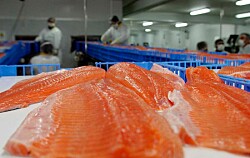 ¿Los precios nunca antes vistos del salmón chileno podrían afectar la demanda?