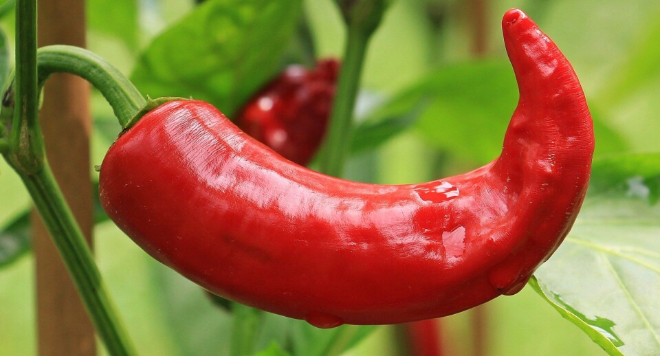 La inclusión de aceite de ají en un porcentaje del 1%, mostró un efecto positivo en el rendimiento, crecimiento y parámetros hematológicos y bioquímicos séricos. Foto: Pixabay.