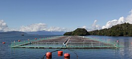 Invermar aumentará 25% su producción de salmón este año