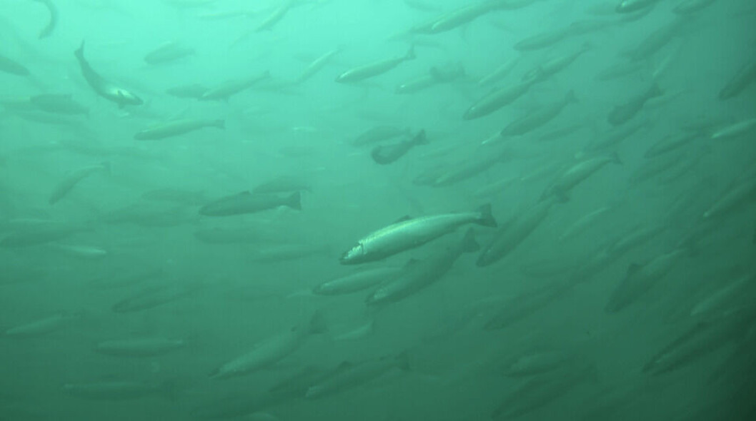 El 2020 se escaparon 410.150 salmones en Chile. Imagen: Archivo Salmonexpert. El 2020 se escaparon 410.150 salmones en Chile. Imagen: Archivo Salmonexpert.