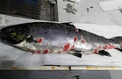 Detectan primeros casos de tenacibaculosis en trucha arcoíris y salmón coho