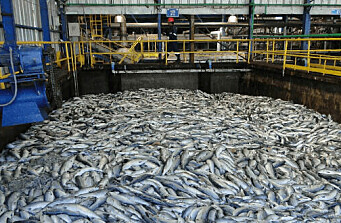 ¿Se puede descartar que la mortandad en la industria salmonicultora influya en la marea roja?