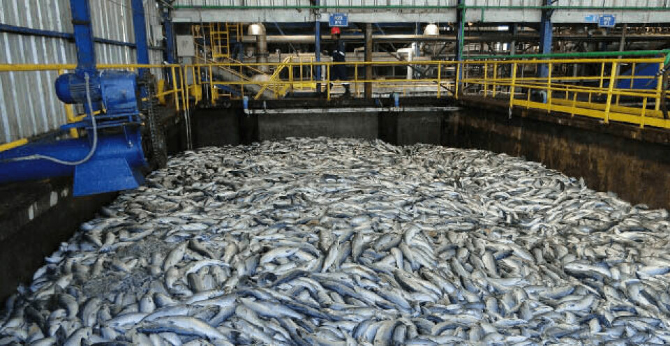 Imagen referencial de mortalidad de peces. Foto: Sernapesca