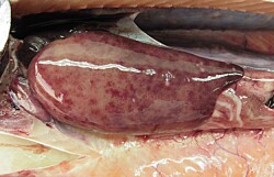 Estudio genómico revela nueva información sobre Piscirickettsia salmonis