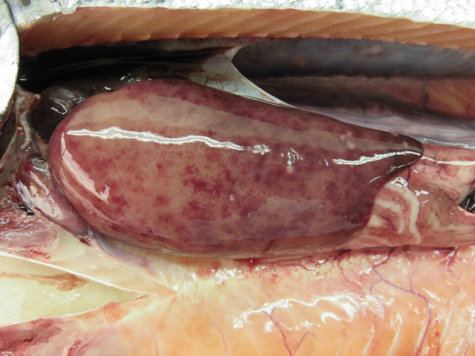 SRS en salmón de cultivo. Esta patología causa importantes pérdidas económicas en la producción. Foto: ALAB.