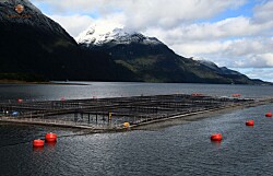 Productor de salmón busca ampliar biomasa en centro de Quinchao