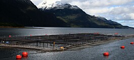 Productor de salmón busca ampliar biomasa en centro de Quinchao