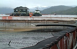 Reportan cuánto antibiótico utilizan ocho productores de salmón chileno
