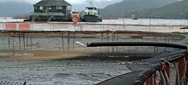 Salmonicultoras continúan siendo evaluadas por autoridad rusa