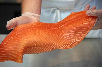 Comienzan a vender salmón chileno a través de nueva plataforma electrónica