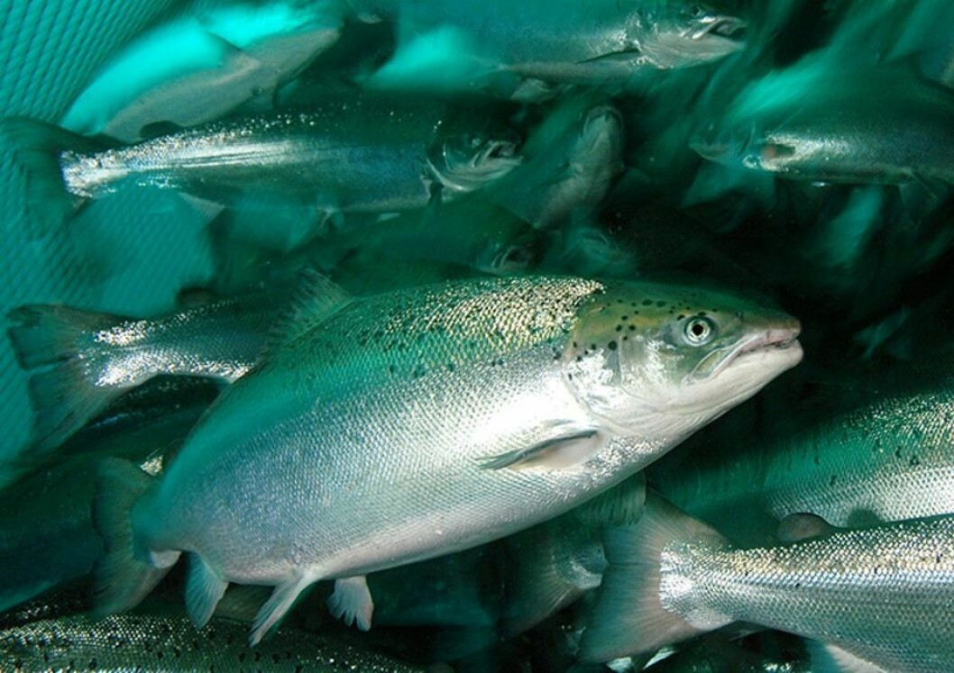 Imagen referencial de salmónidos. Foto: Rudolf Svensen.