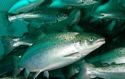 Aprueban tramitación de iniciativa que permite pesca de salmón