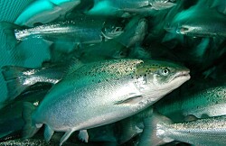 Chile: Cosechas de salmón crecen 8,5% a abril