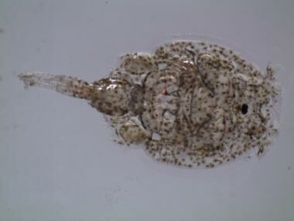 Caligus rogercresseyi. Foto: UACH.