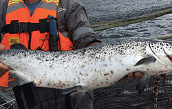 Conferencia gratuita actualizará conocimientos de importante amenaza para el salmón