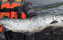 Conferencia gratuita actualizará conocimientos de importante amenaza para el salmón