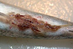 Revelan resultados de nuevo tratamiento acústico contra el piojo del salmón